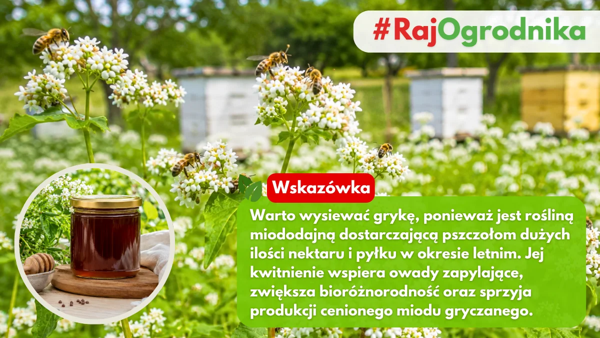 Gryka zwyczajna na pożytki dla pszczół blog sklep rajogrodnika